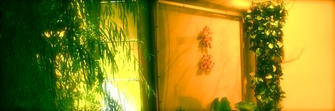 窓辺の設え